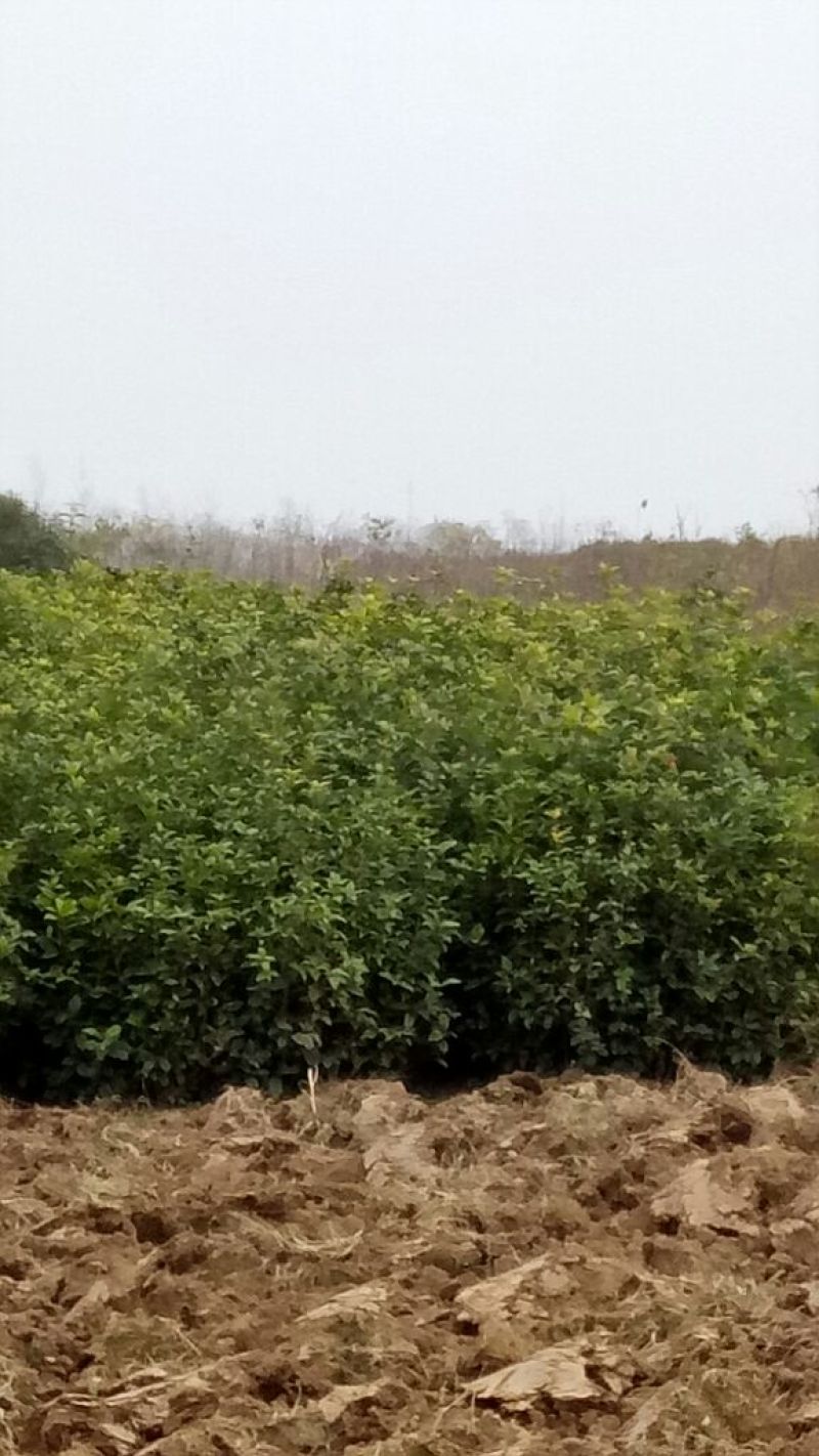 八月桂高1——2米规格齐全量大从优包成活桂花树
