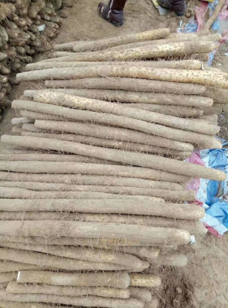 【可视频看货】现货供应精品白玉山药日本白山药代发社区团