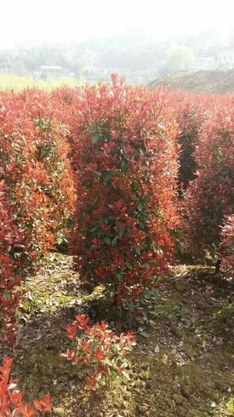 红叶石楠球红叶石楠小苗，优质色块小苗红叶石楠价格