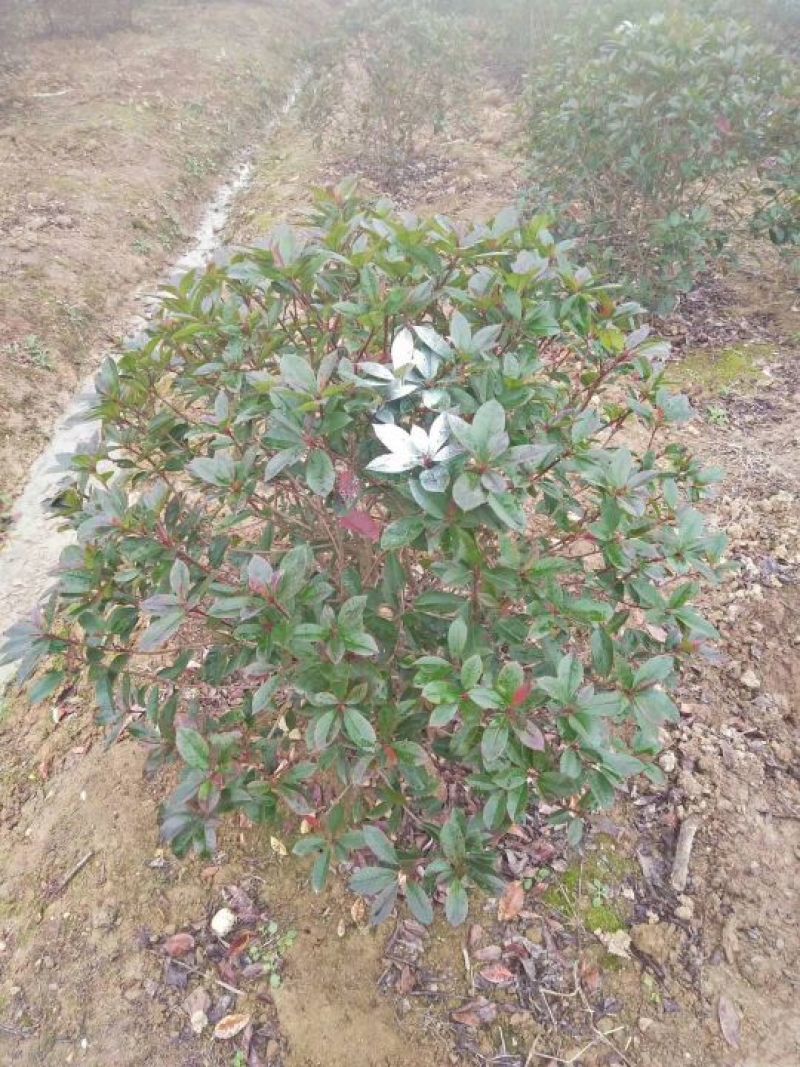 红叶石楠球红叶石楠小苗，优质色块小苗红叶石楠价格