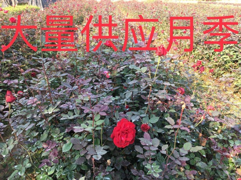 供应湖南月季丰花月季，钻石月季，小花月季，玫瑰小苗价格