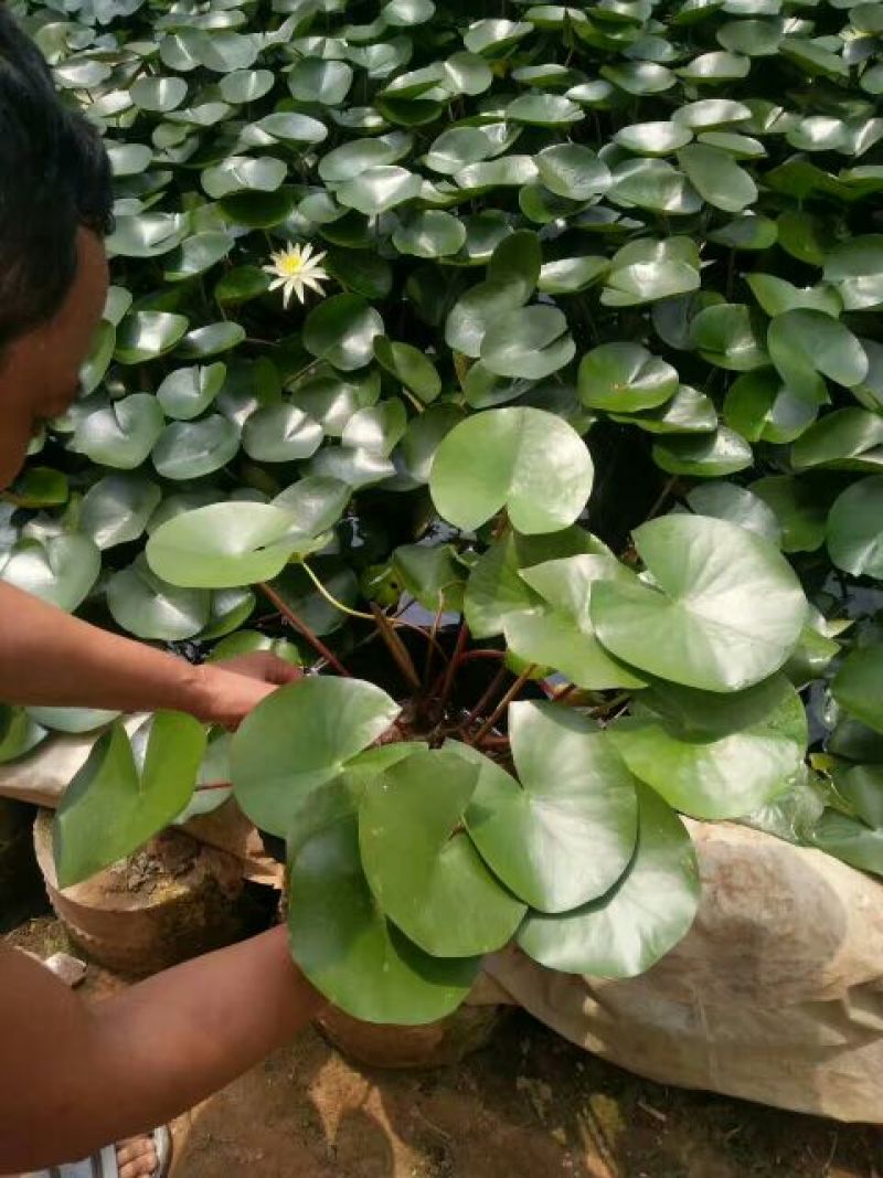 荷花，基地直销，常年供应各种绿化苗木