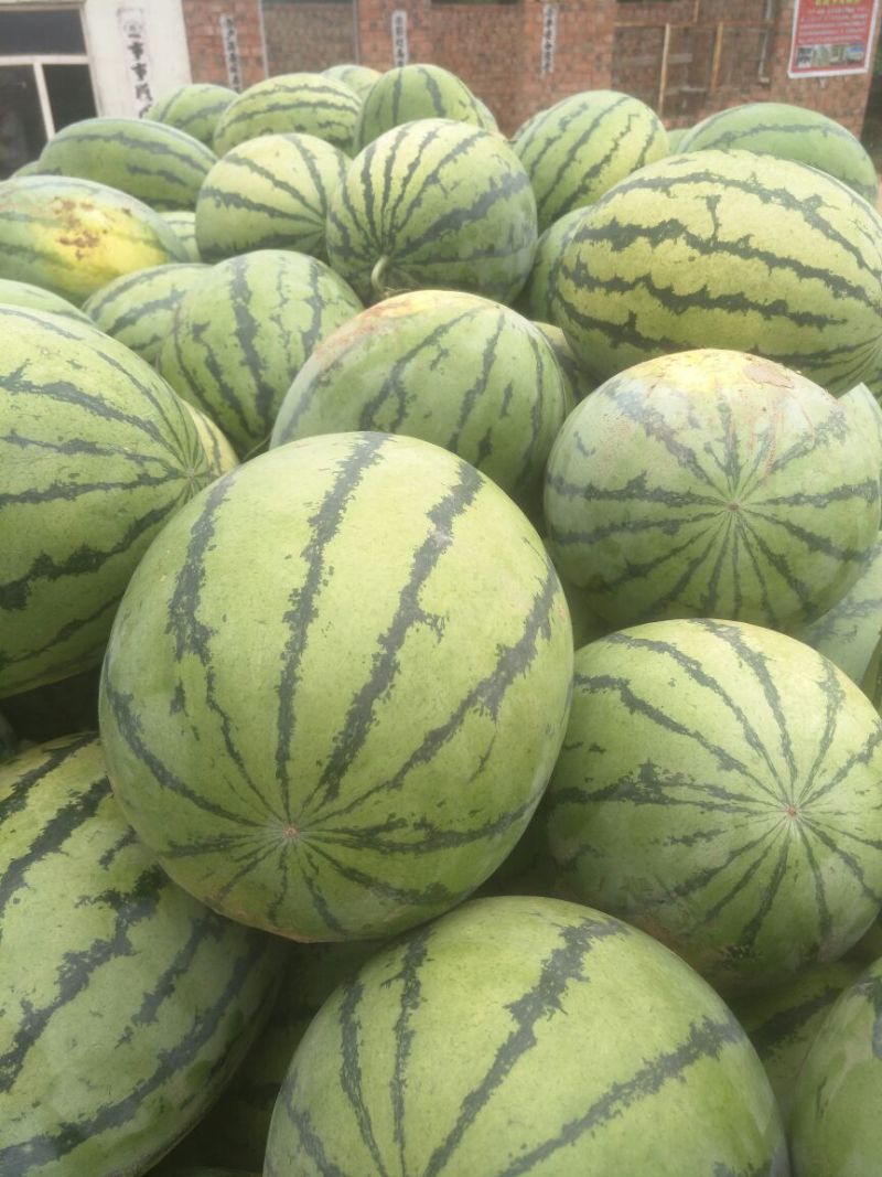 惠农八号西瓜10斤打底9成熟1茬