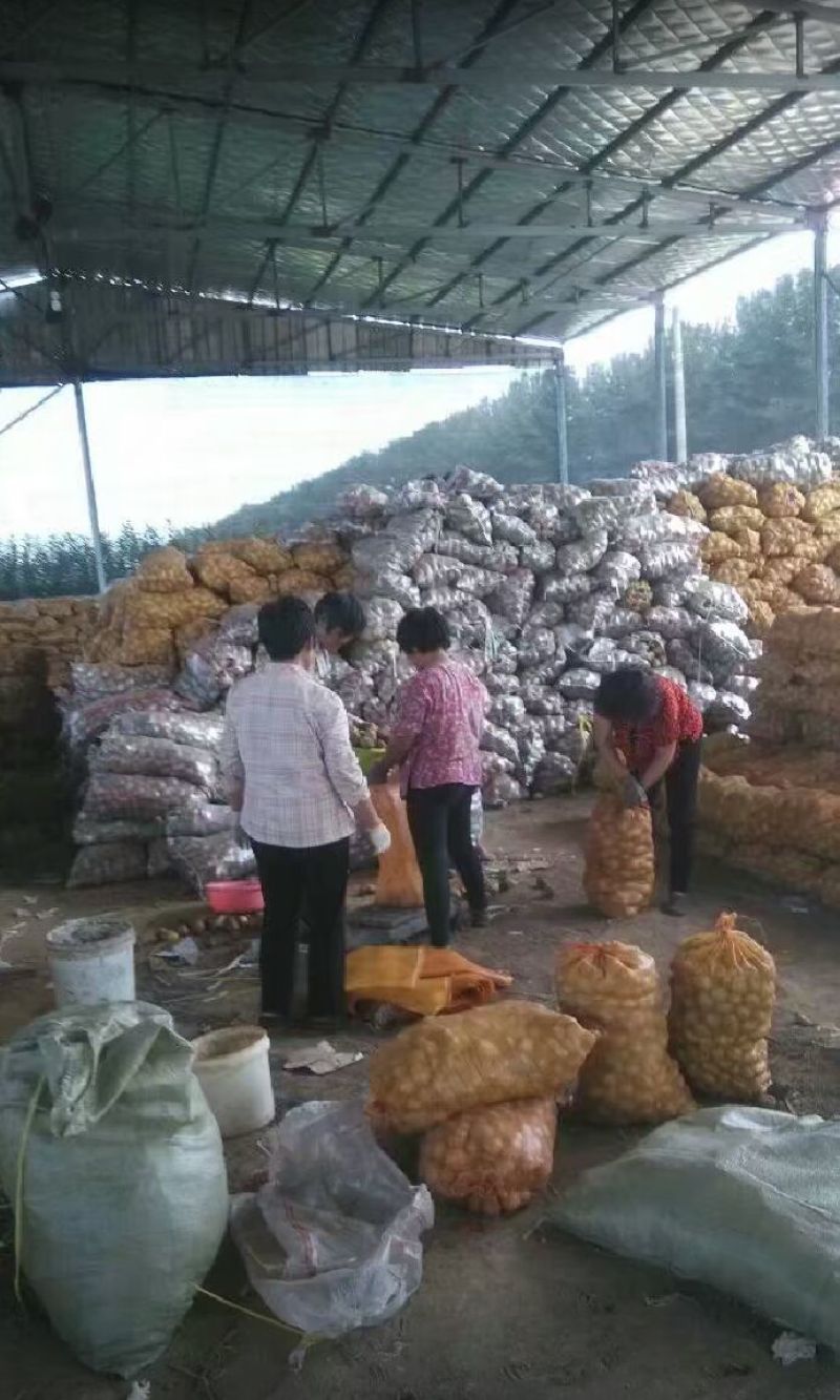 荷兰十五土豆—希森—V7三两以上通货大量供应中