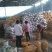 荷兰十五土豆—V7—希森三两以上通货大量供应中！