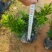 【推荐】米兰花，花开如米粒，自家基地种植，全国发货，基地直销
