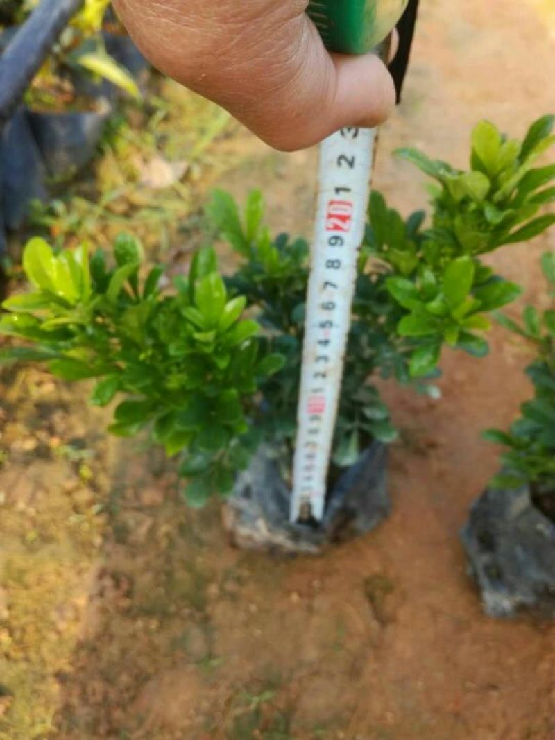 【推荐】米兰花，花开如米粒，自家基地种植，全国发货，基地直销