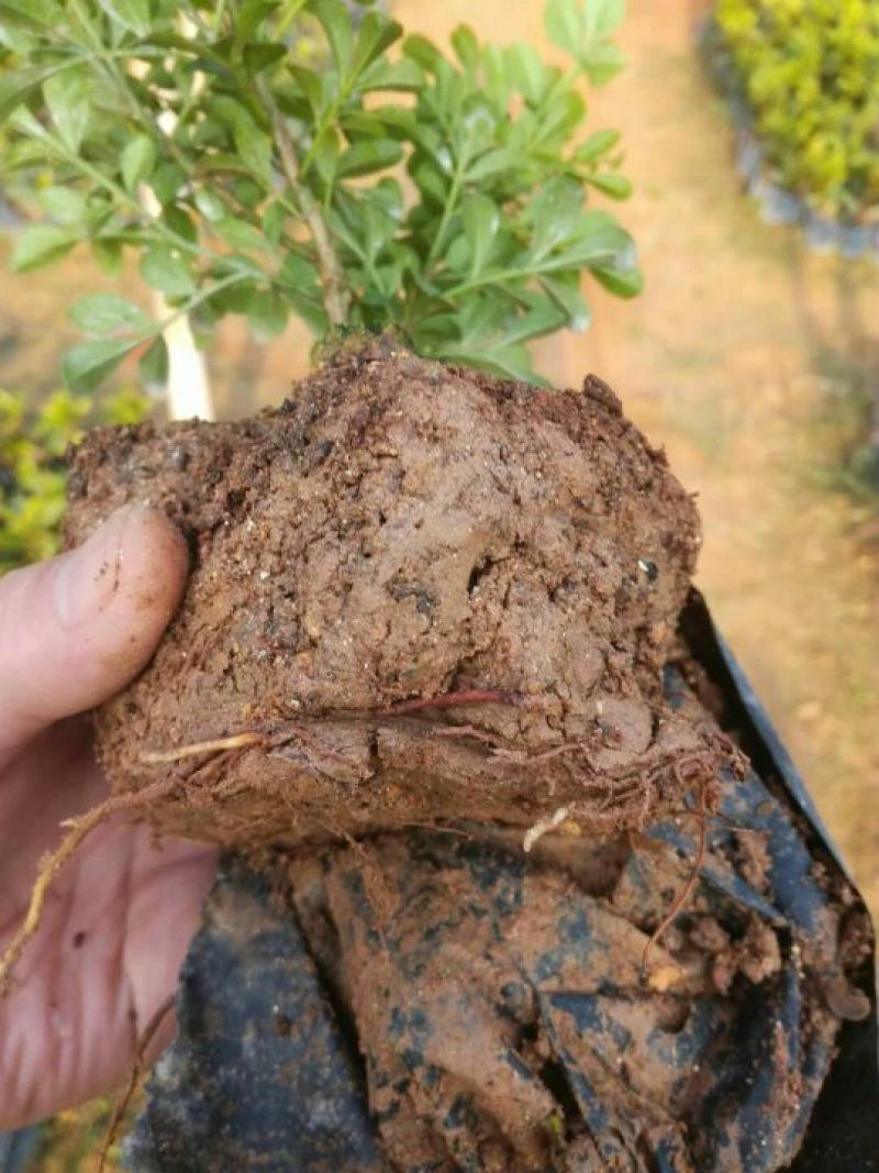 【推荐】米兰花，花开如米粒，自家基地种植，全国发货，基地直销