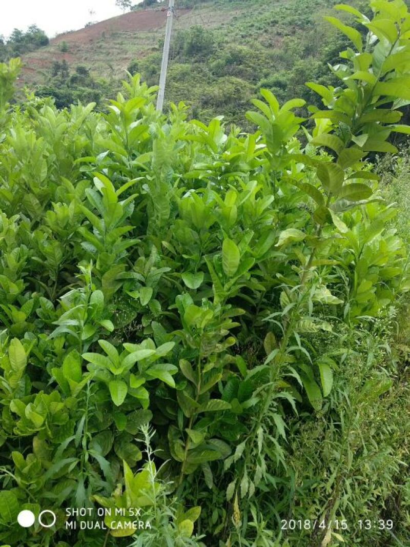 广东佛手树苗广佛手苗高压插扦苗培育大量供应