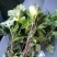 白菊花短头，菊花苗