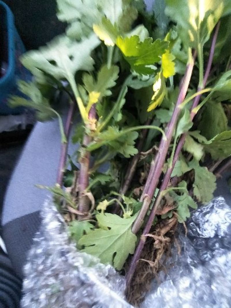白菊花短头，菊花苗