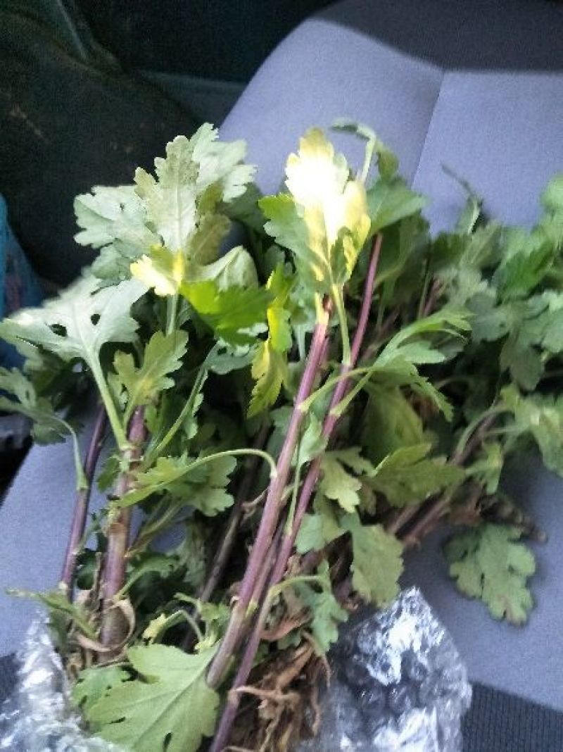 菊花苗