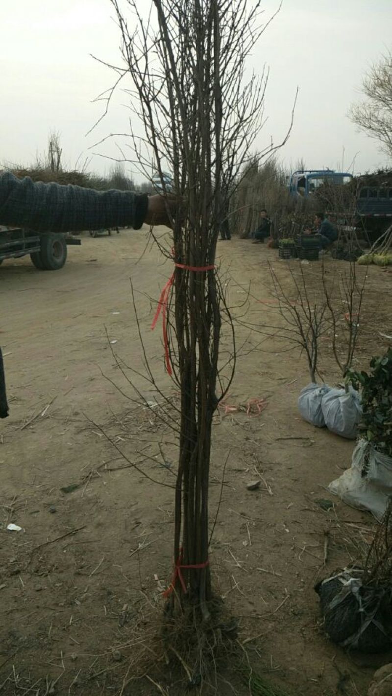 木槿4~6cm4cm以下0.5~1米