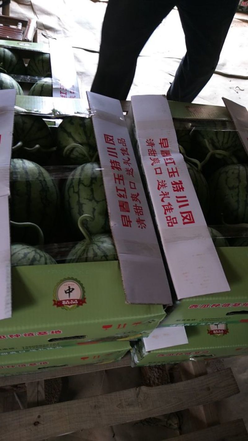 早春红玉3斤打底9成熟1茬