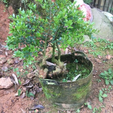 小叶黄杨怪桩