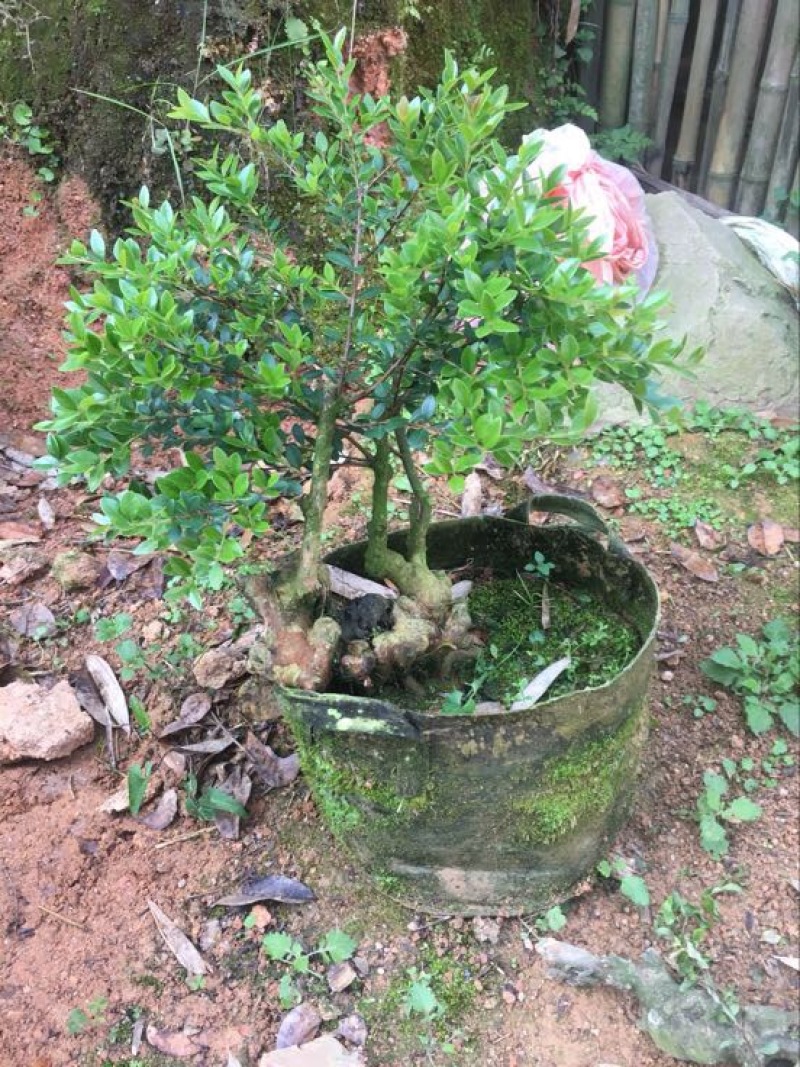 小叶黄杨怪桩