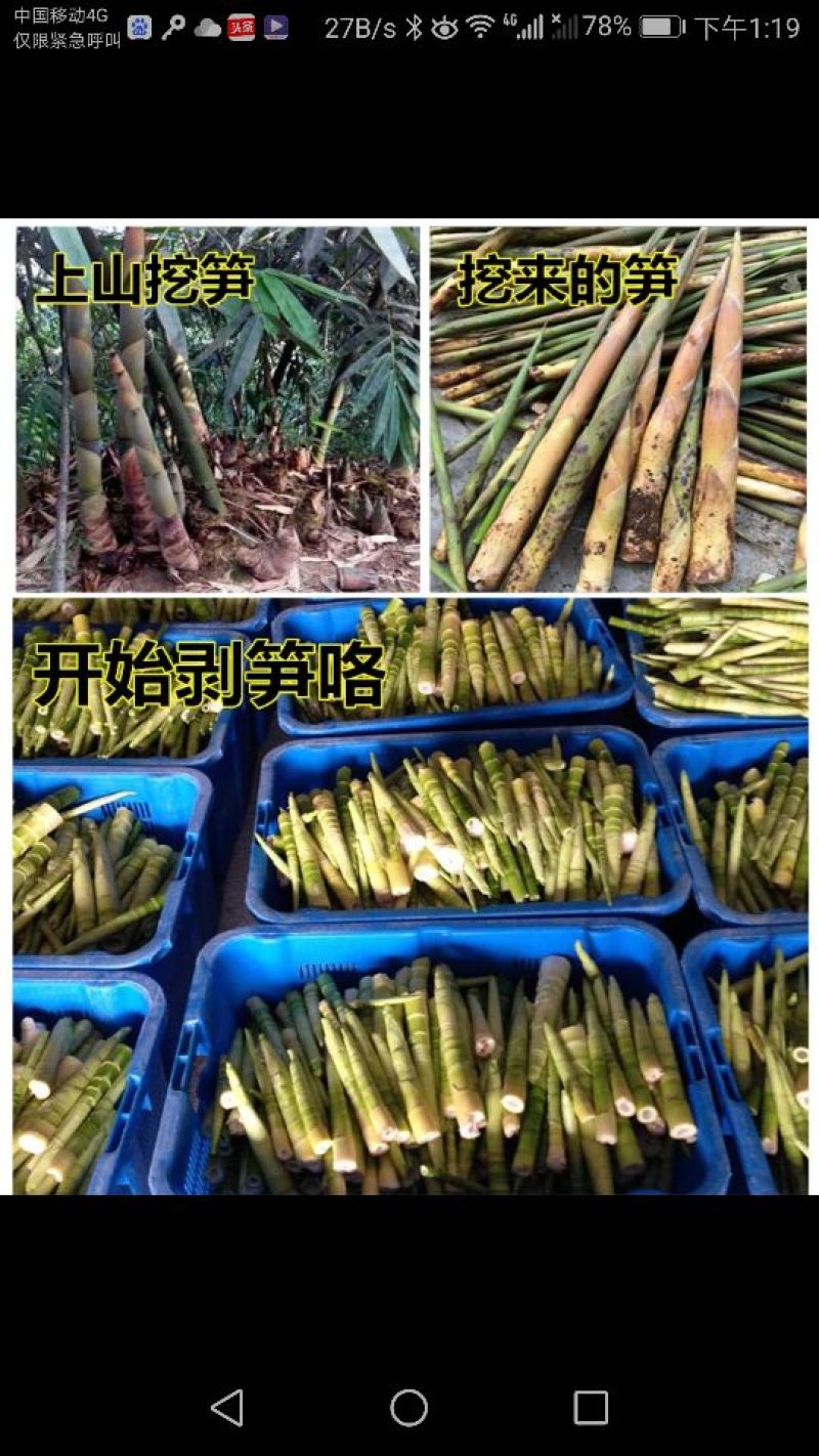 2025年笋干批发农家自制嫩小竹笋野干笋尖特级散装