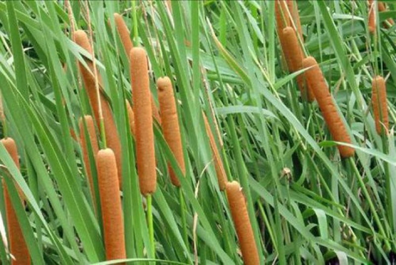 石菖蒲中选条