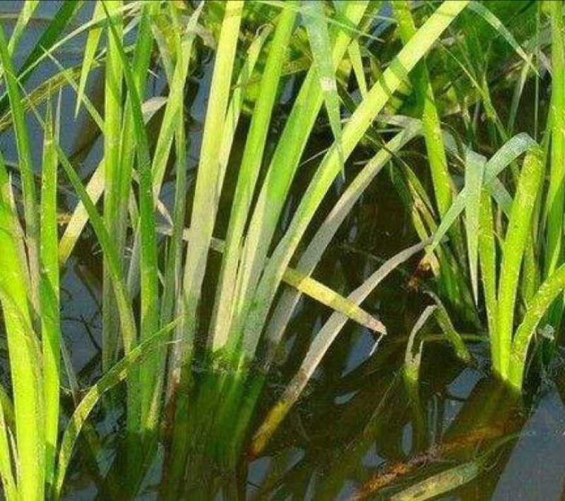 石菖蒲中选条