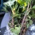 菊花苗