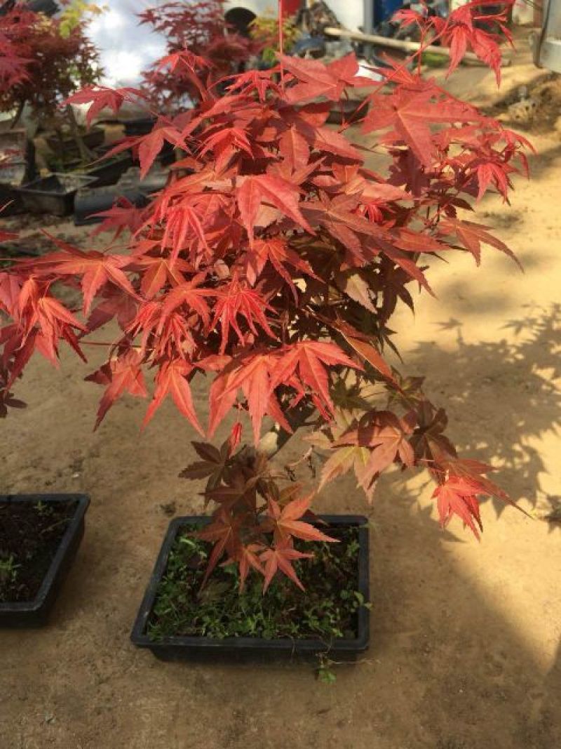红枫10cm以下