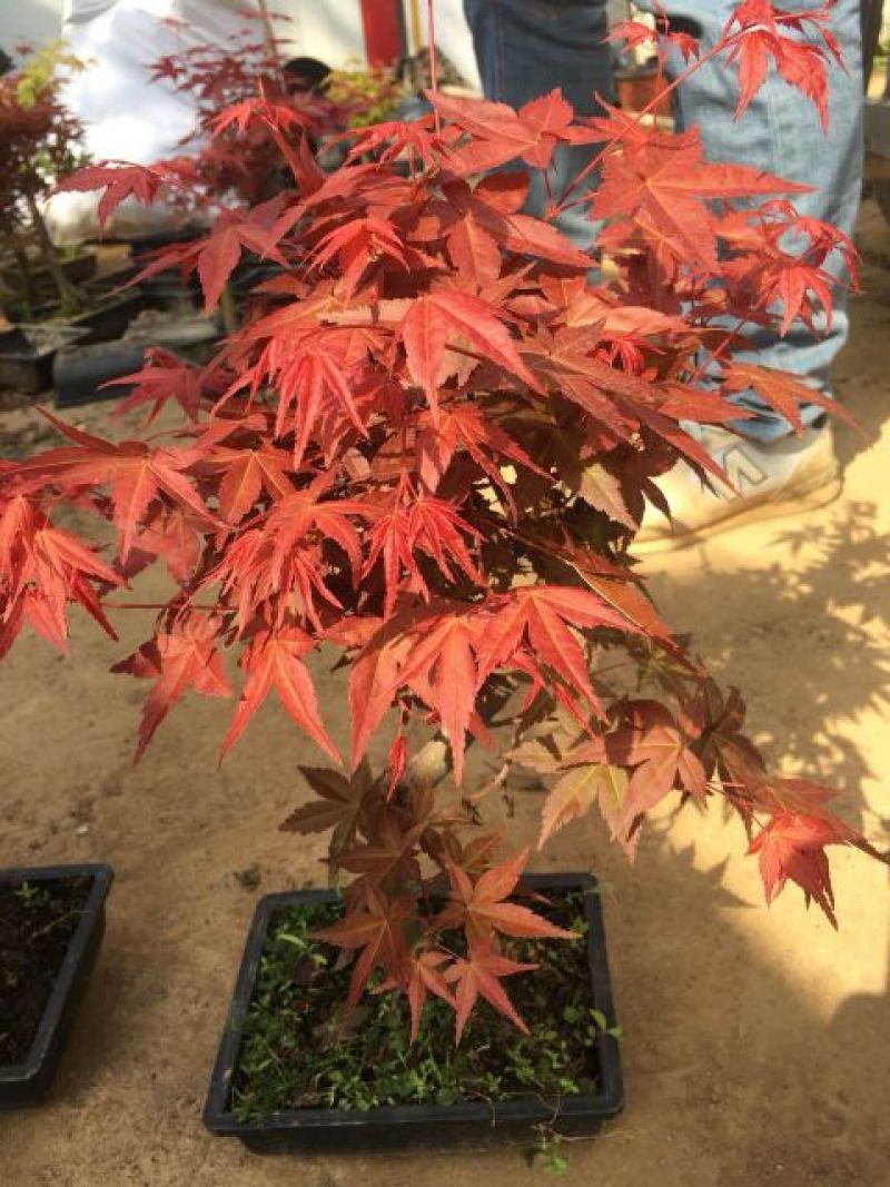 红枫10cm以下