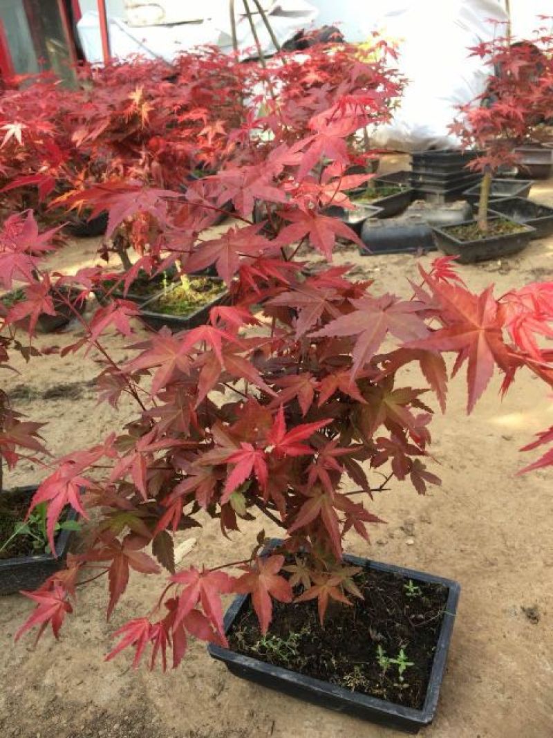 红枫10cm以下