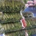 牛角椒15~20厘米青微辣