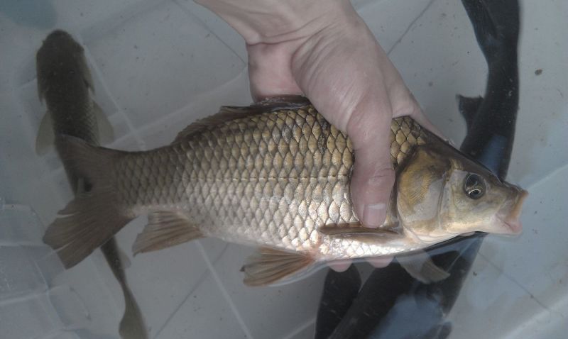 鲫鱼食用