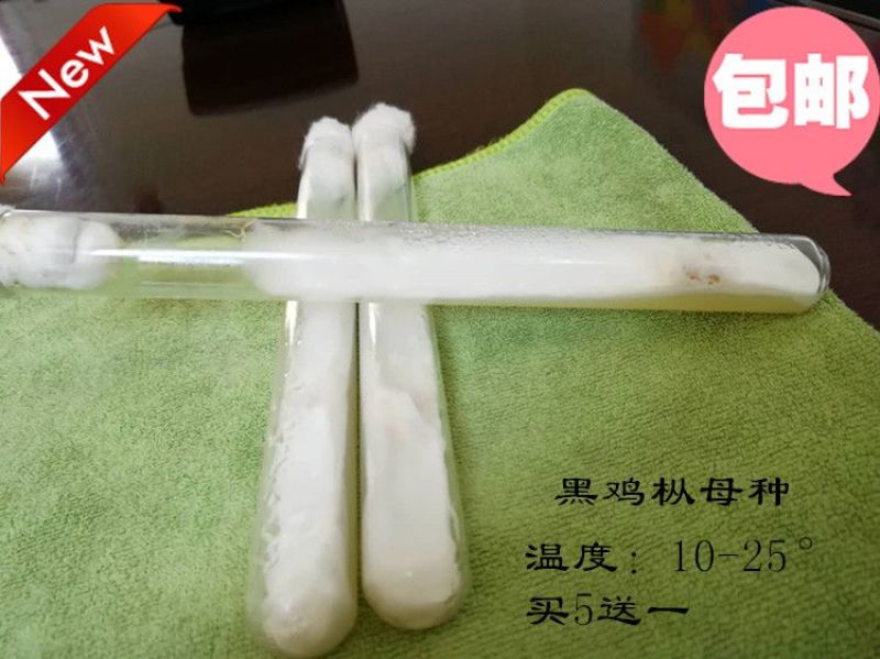 黑皮鸡枞母种