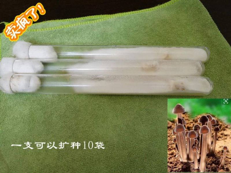黑皮鸡枞母种