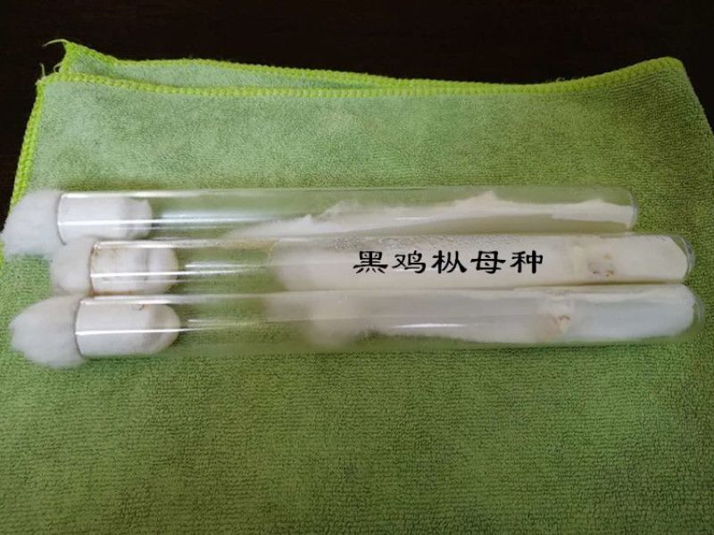 黑皮鸡枞母种