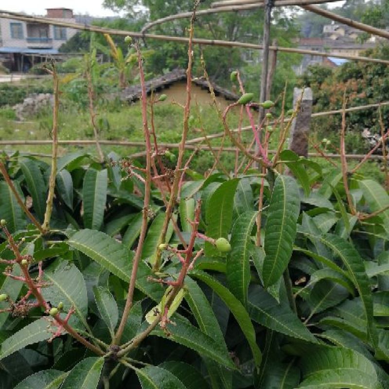 芒果苗，品种桂七，金煌，象牙，四季芒等等