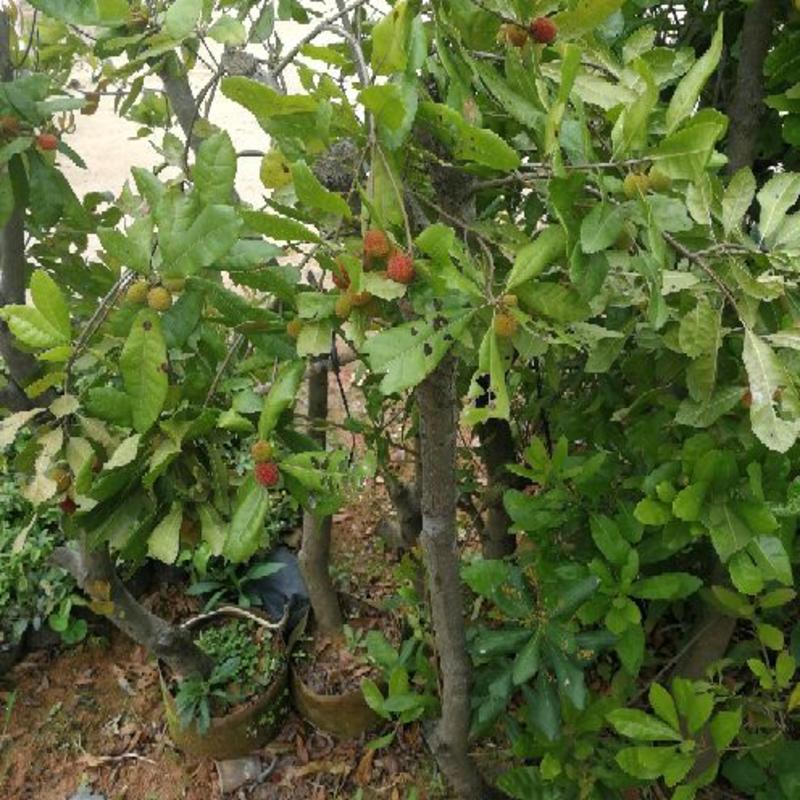 杨梅树51~80cm，早熟红梅