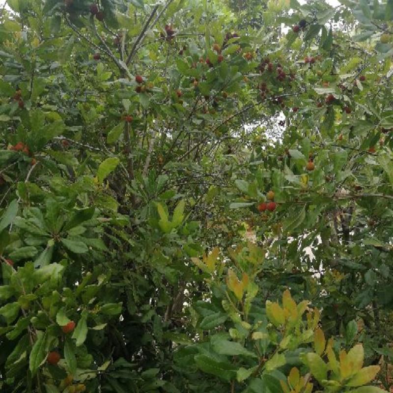 杨梅树51~80cm，早熟红梅