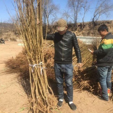 李子树苗100~150cm