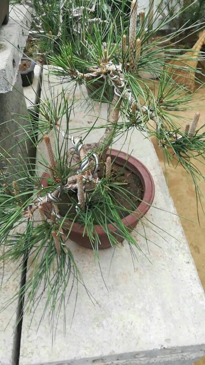 造型松树型不同价格不同