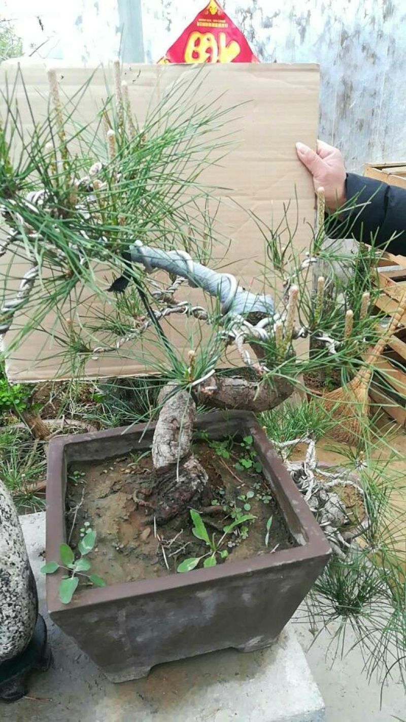 造型松树型不同价格不同