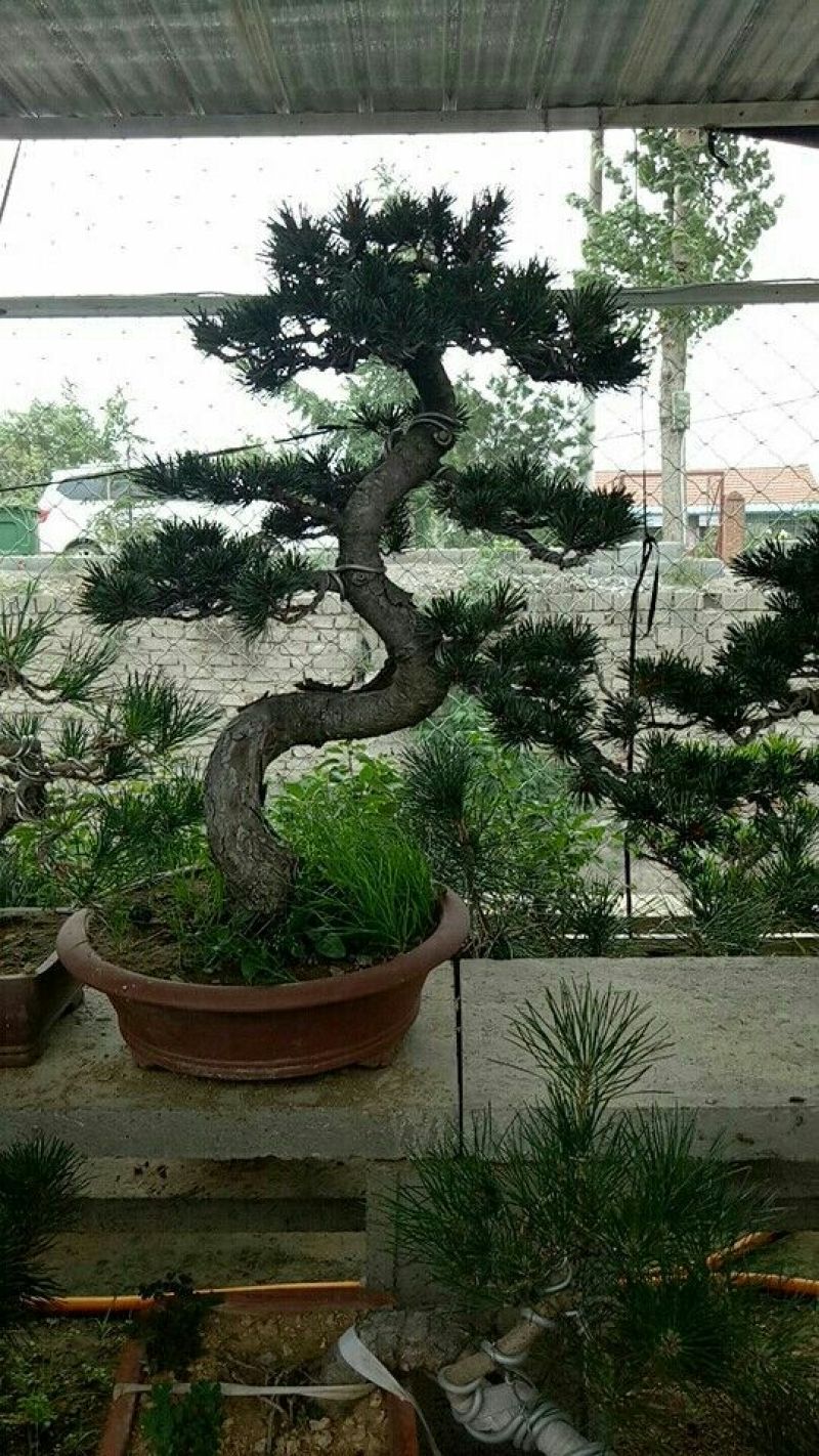 造型松树型不同价格不同