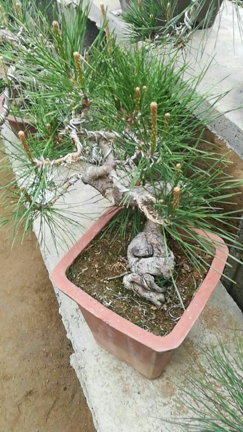 造型松树型不同价格不同