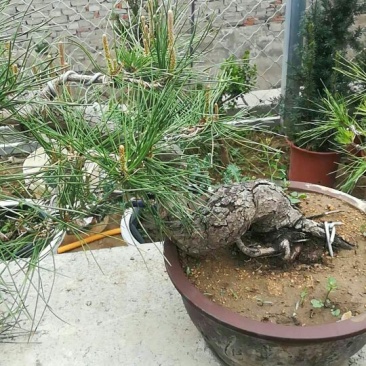 造型松树型不同价格不同