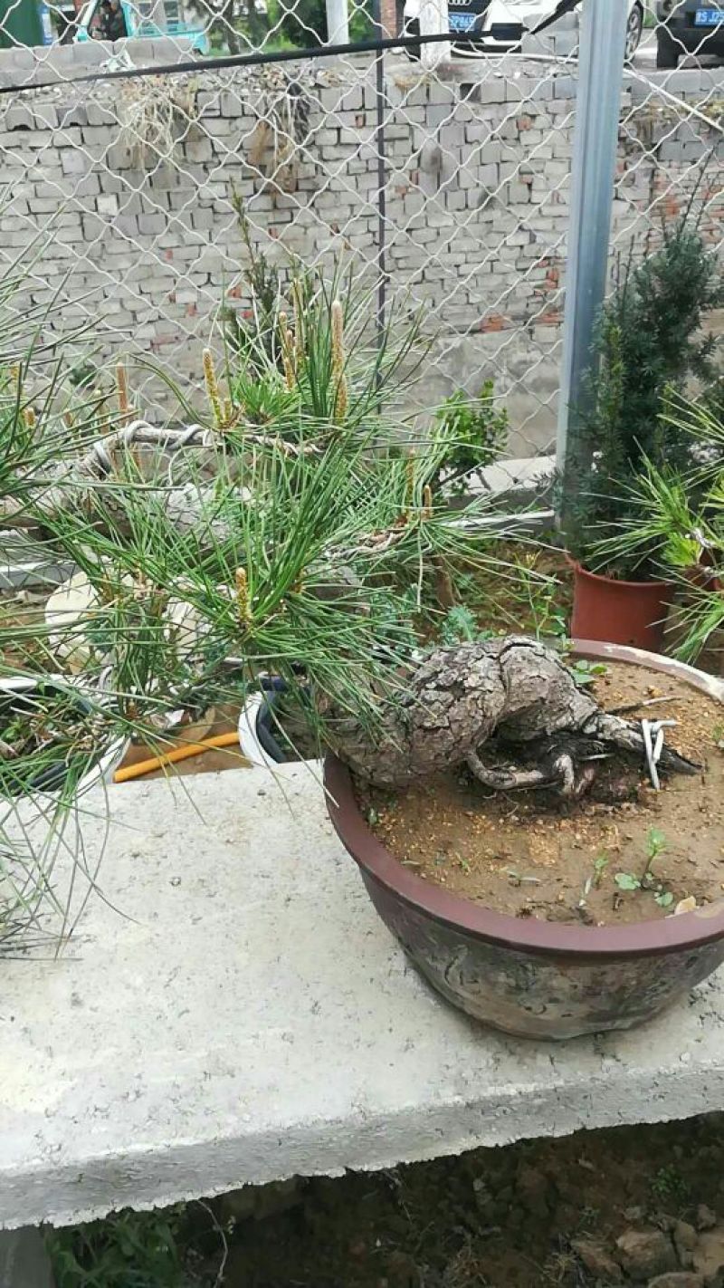造型松树型不同价格不同