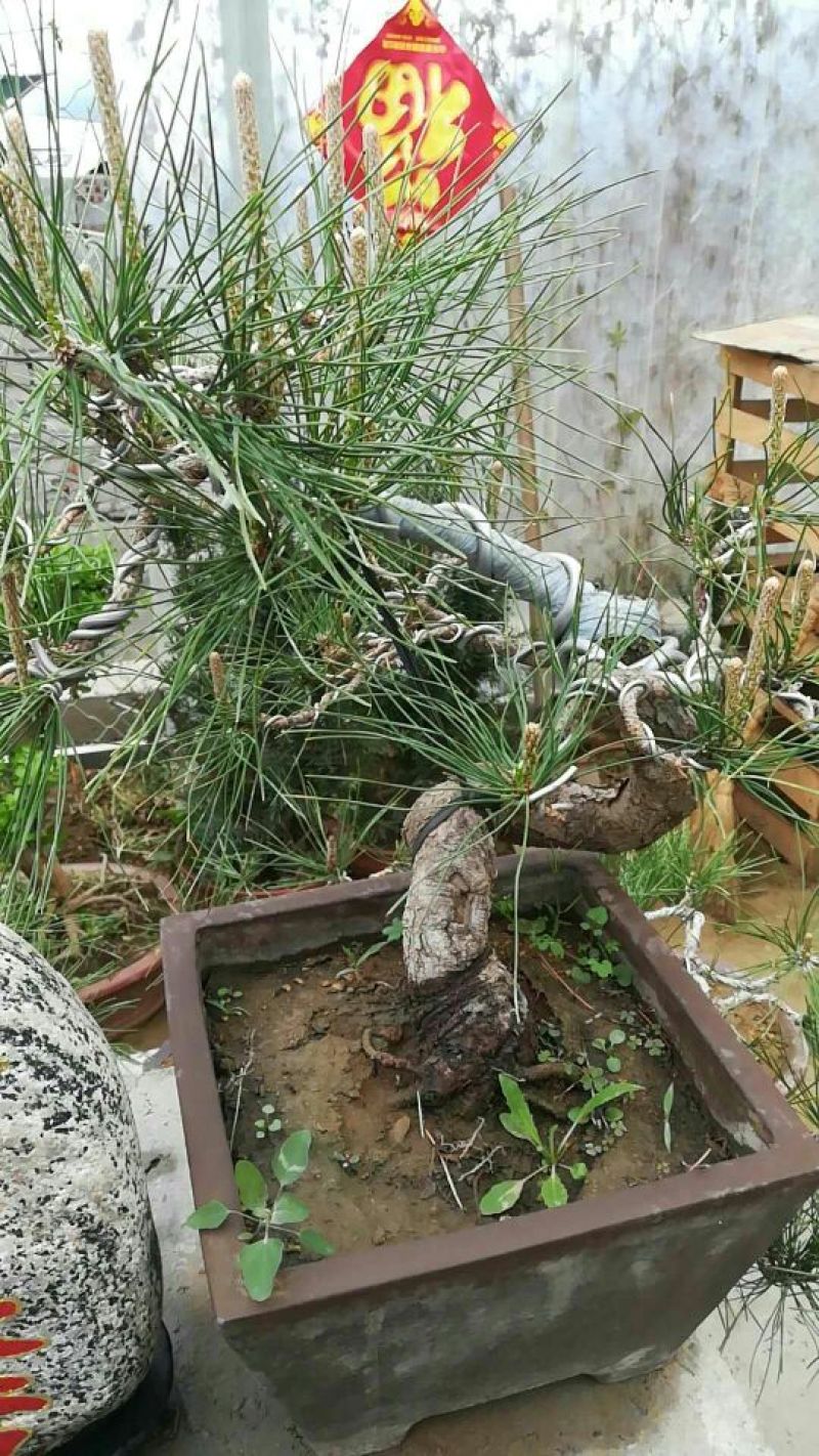 造型松树型不同价格不同