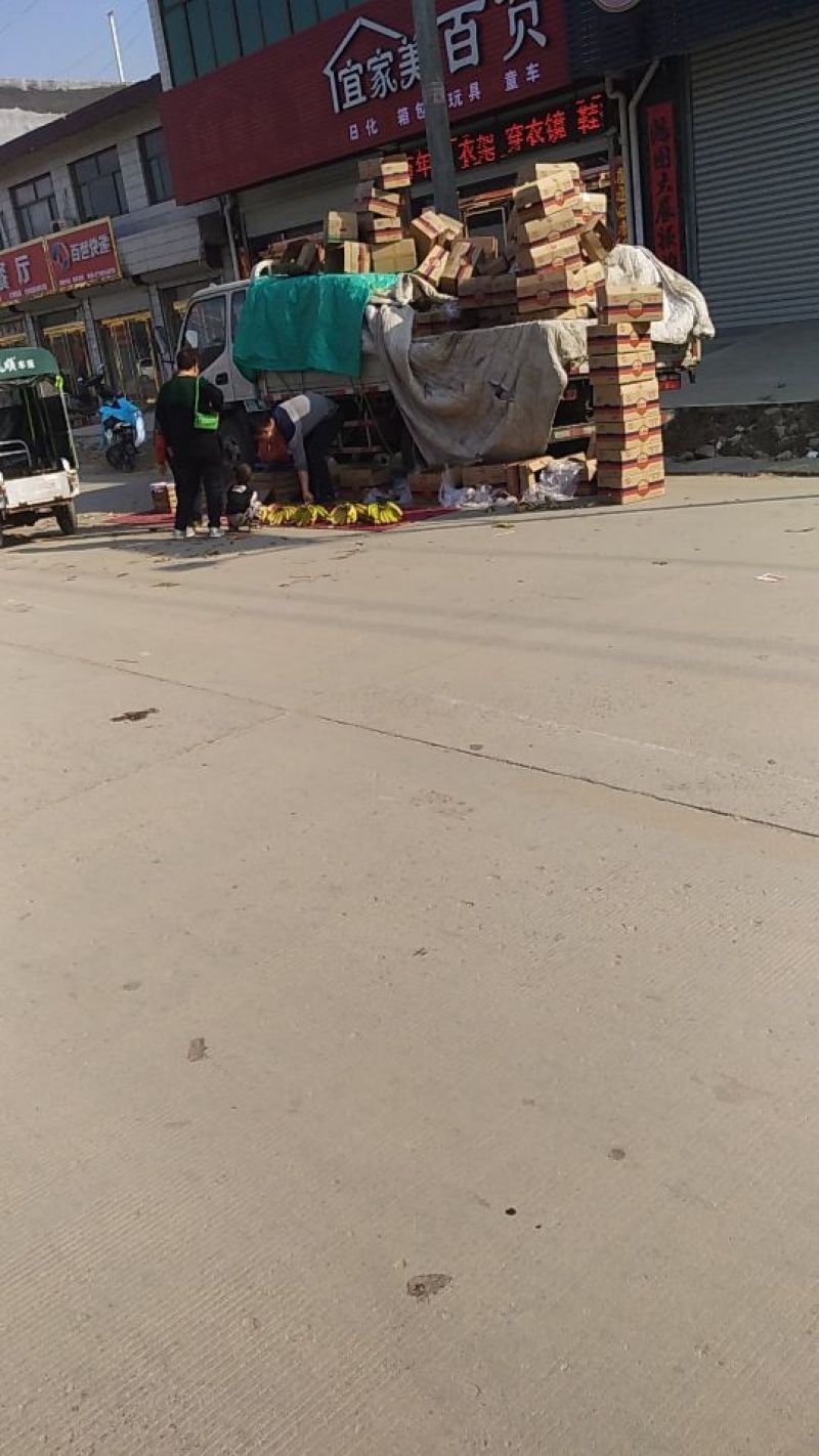 河口香蕉八成熟