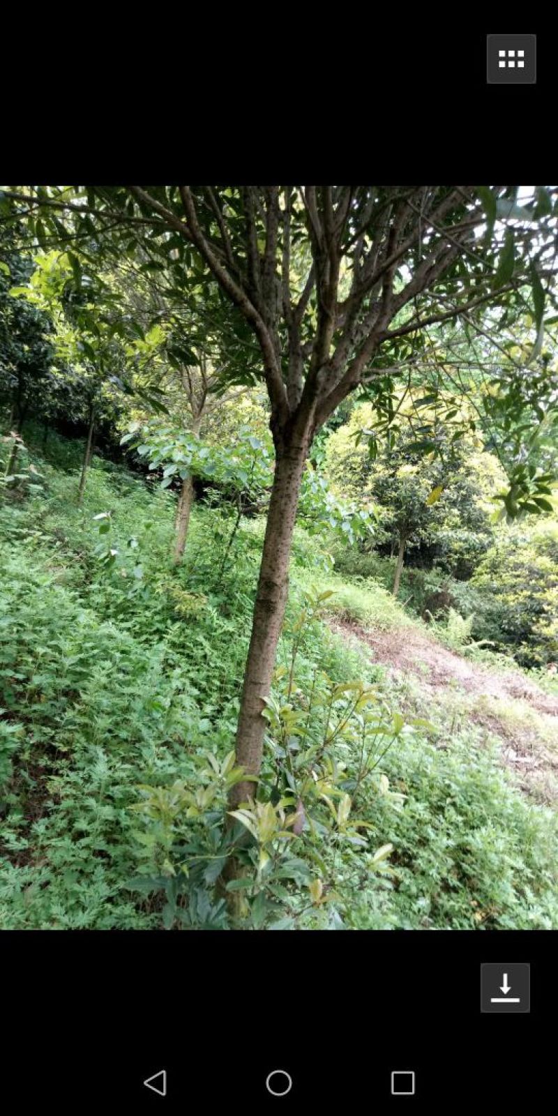 桂花树1~2米10~12cm3.5~4米