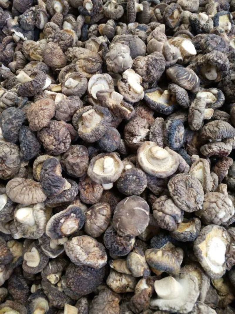 鲜香菇干香菇产自云南大森林