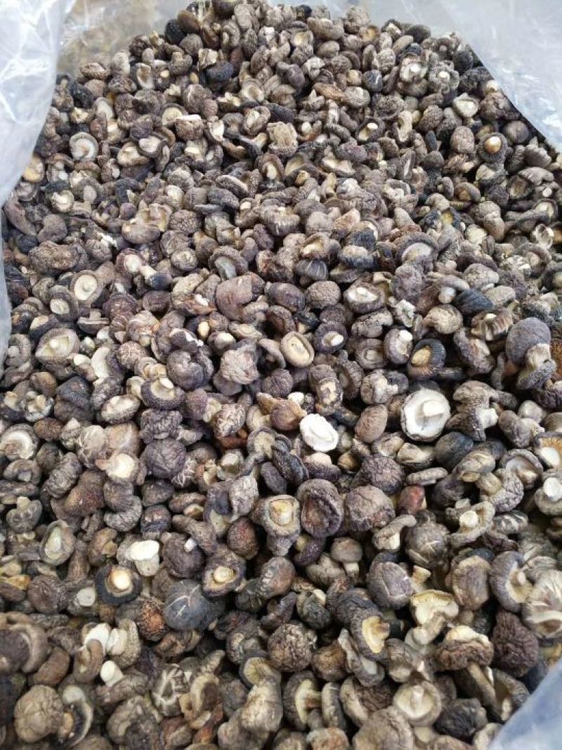 鲜香菇干香菇产自云南大森林