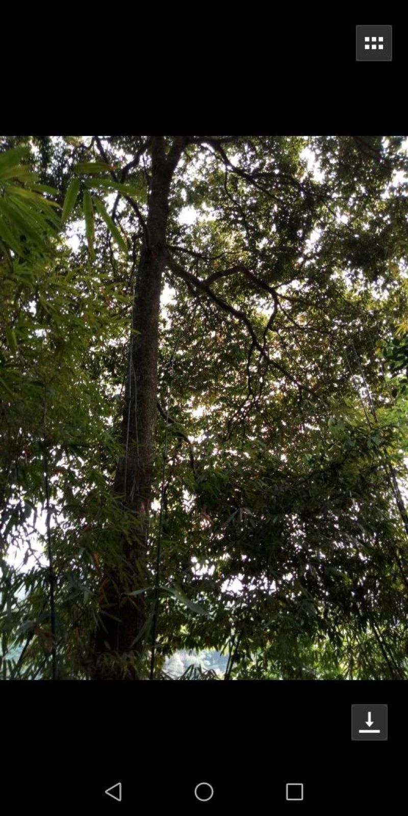 香楠树苗