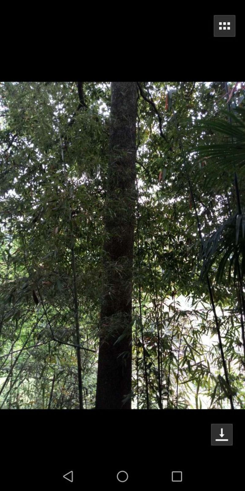 香楠树苗