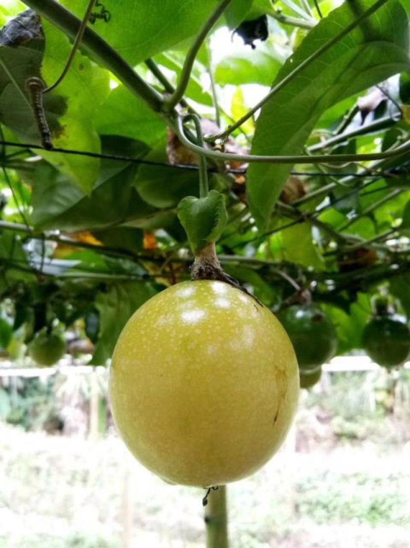 黄金百香果苗10~20cm